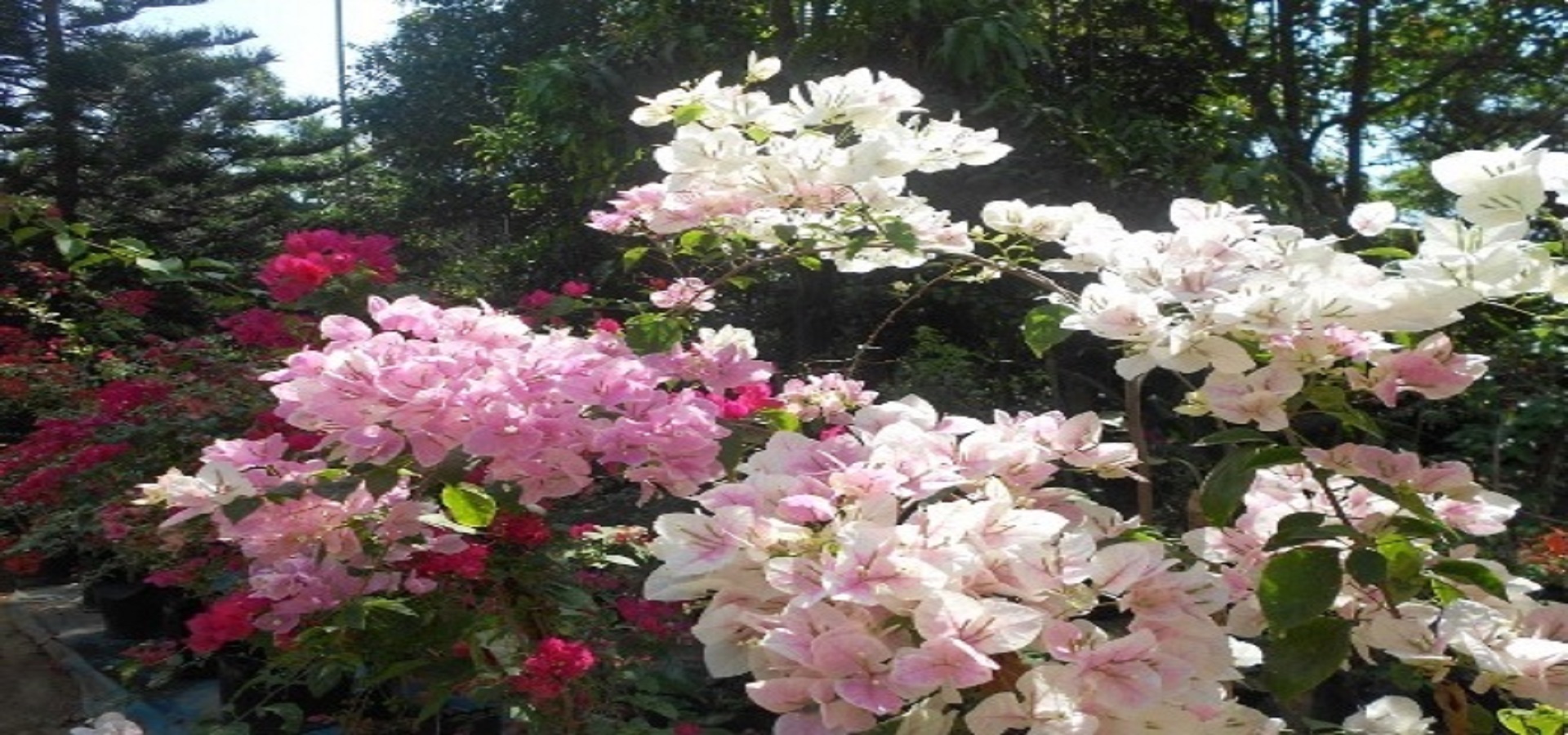 Alphine Rose Garden 