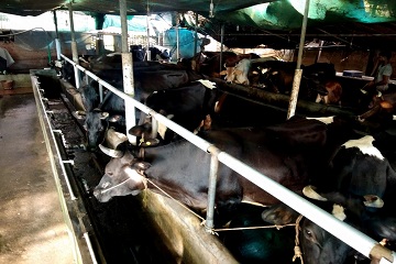 Unarve Dairy Farm
